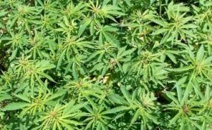  Konoplja skrivena u poštanskom paketu kao - poklon